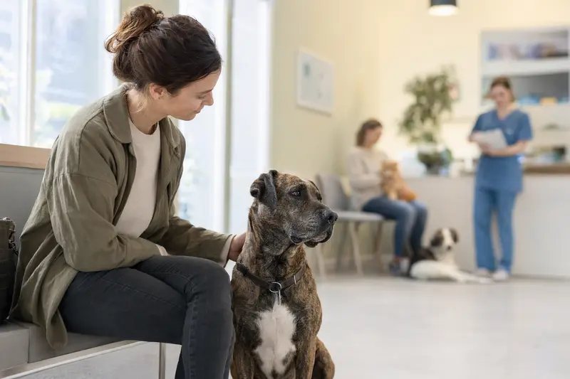 Ein Majorero Canario sitzt ruhig neben seinem Besitzer im hellen Wartezimmer einer modernen Tierarztpraxis.